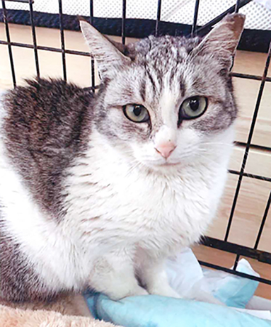 行方不明になっている猫