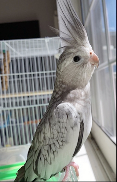 行方を捜しているオカメインコの「ビビ」。普段は頭の毛は立っていない