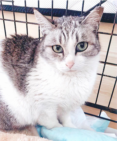 行方不明方の猫