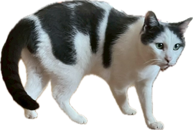 �ڥڥå��ܺ��۹���������ǭ���ܤ��Ƥ��ޤ�